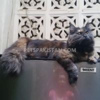 black-cat-persian-cats-karachi-3