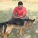 german-shephered-puppies-for-sale-german-shepherd-faisalabad-10