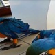 parrots-cockatoos-exotic-birds-and-exotic-animals-for-sale-macaws-lahore-3