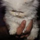 kittens-are-available-persian-cats-karachi-6