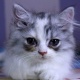 persian-kittens-for-sale-persian-cats-karachi-3