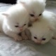 3-white-persian-kittens-for-sale-persian-cats-lahore-3