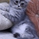 persian-kittens-for-sale-persian-cats-karachi-4