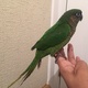 green-chick-conure-parrot-for-sale-sun-conure-karachi-2