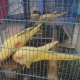 for-sale-yellow-alexanderine-adult-pair-alexandrine-parrot-lahore-3