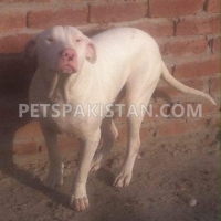 pair-of-kohati-gull-terr-dogs-for-sale-other-gojra-4