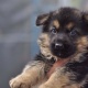 german-shaped-pups-for-sale-german-shepherd-lahore-4