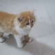 persian-kitten-persian-cats-karachi-2