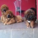 tibetan-mastif-bull-puppies-for-adoption-tibetan-terrier-islamabad
