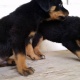 rottweiler-puppies-available-rottweiler-rawalpindi-5