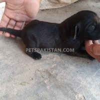 labrador-puppies-labrador-retriever-sheikhupura-2