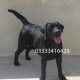 highly-pedigreed-labrador-puppies-for-sale-labrador-retriever-karachi-4