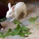 rabbit-african-grey-parrot-kasur-1