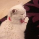 persian-cat-for-9-000-only-persian-cats-islamabad-4