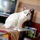 siamese-rs-3000-female-siamese-islamabad-1