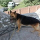 german-shepherd-trained-dog-german-shepherd-lahore-3