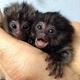 male-and-female-marmoset-monkeys-babies-for-adoption-king-abdul-hakim