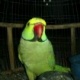 parrots-for-sale-2014-rawalpindi-alexandrine-parrot-rawalpindi-1