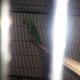 raw-breeder-male-alexandrine-parrot-lahore-4