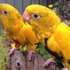 golden-conure-parrots-for-sale-sun-conure-karachi-2