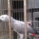 african-grey-african-grey-parrot-karachi-3