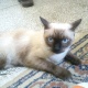 pure-siamese-female-cat-siamese-lahore-1