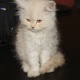 kittens-are-available-persian-cats-karachi-5