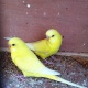 beautiful-colourful-healthy-budgies-other-ahmadpur-1