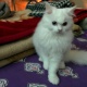 pure-persian-kitten-looking-for-new-home-persian-cats-islamabad-3