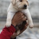 pure-breed-labrador-puppies-labrador-retriever-islamabad-4