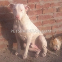 pair-of-kohati-gull-terr-dogs-for-sale-other-gojra-5