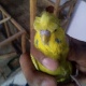 australian-budgies-australian-budgies-lahore-2