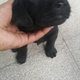 golden-chance-for-labrador-lovers-pure-labrador-puppies-labrador-retriever-rawalpindi-2