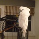 bueatiful-umbrella-cockatoo-parrot-for-sale-cockatoos-karachi-3