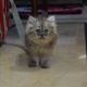 7-weeks-old-persian-kitten-persian-cats-islamabad-3