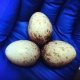 dna-test-fertile-macaw-parrot-eggs-macaws-adenzai-1