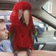 hand-rearred-very-tame-baby-greenwing-macaw-1690-cockatoos-abadi-jalalpur-pirwala-2