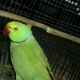 parrots-for-sale-2014-rawalpindi-alexandrine-parrot-rawalpindi-5