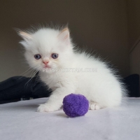 cute-persian-kittens-available-persian-cats-alipur-chatta-2