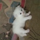 3-white-persian-kittens-for-sale-persian-cats-lahore-2