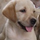 pedigree-labrador-puppies-labrador-retriever-karachi-3