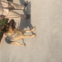 male-german-shepherd-german-shepherd-peshawar-3