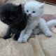 persian-kittens-for-sale-persian-cats-lahore-4