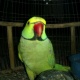 parrots-for-sale-2014-rawalpindi-alexandrine-parrot-rawalpindi-6