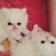 perisan-pikki-cat-persian-cats-karachi-6