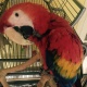 cute-hahns-macaw-macaws-attock-1