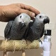 pair-of-african-grey-parrot-for-sale-african-grey-parrot-karachi-2