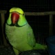 parrots-for-sale-2014-rawalpindi-alexandrine-parrot-rawalpindi-3