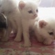 persian-kittens-for-sale-persian-cats-islamabad-1