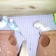 australian-budgies-australian-budgies-lahore-1